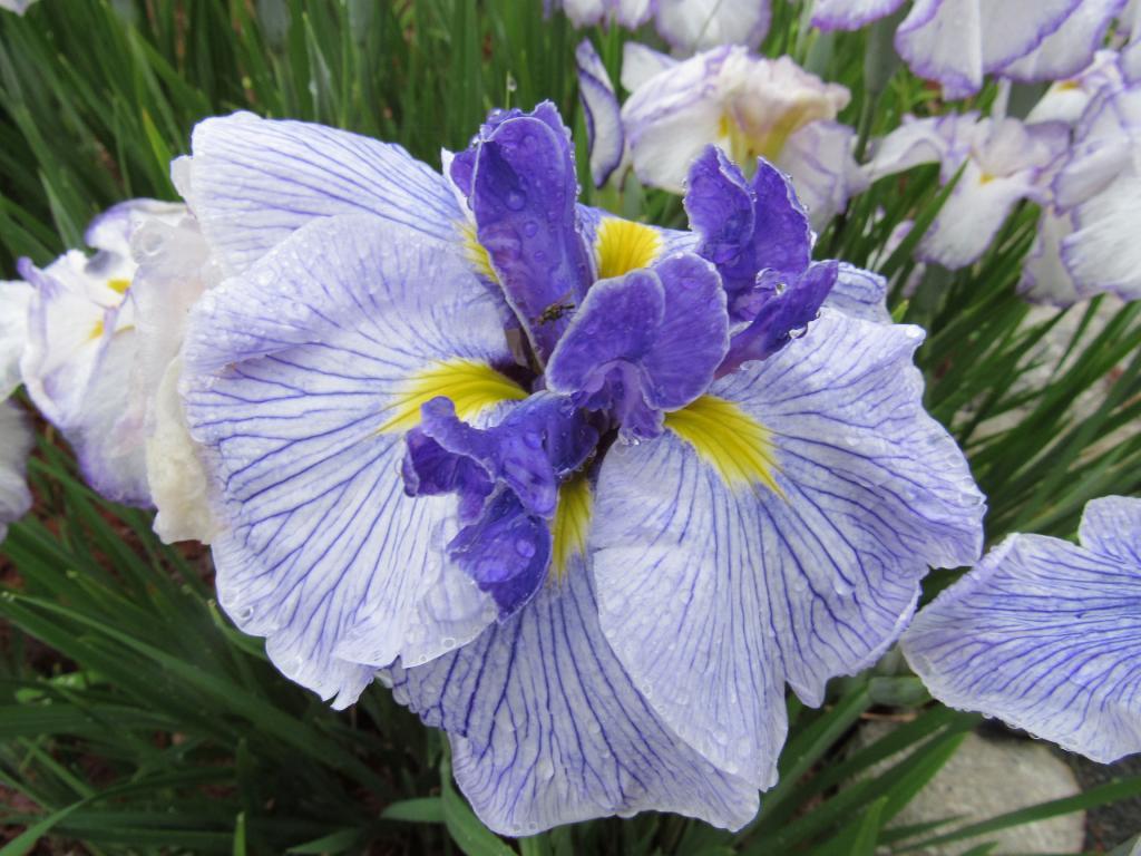 Butterflies In Flight Harbour Breezes Daylilies and Japanese Iris at